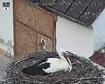 Capi_Dubne_20250408_112502.jpg