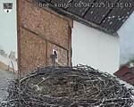 Capi_Dubne_20250408_113003.jpg