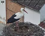 Capi_Dubne_20250408_113503.jpg