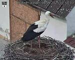 Capi_Dubne_20250408_115003.jpg