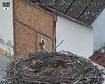 Capi_Dubne_20250408_115503.jpg