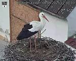 Capi_Dubne_20250408_120003.jpg