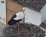 Capi_Dubne_20250408_120503.jpg
