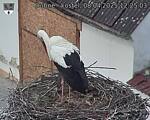 Capi_Dubne_20250408_122503.jpg