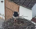 Capi_Dubne_20250408_123003.jpg