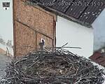 Capi_Dubne_20250408_123503.jpg