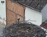 Capi_Dubne_20250408_130003.jpg