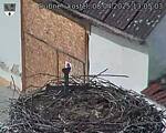 Capi_Dubne_20250408_130503.jpg