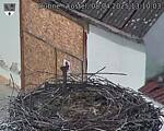 Capi_Dubne_20250408_131003.jpg