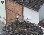 Capi_Dubne_20250408_132503.jpg