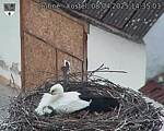 Capi_Dubne_20250408_143503.jpg