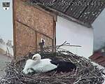 Capi_Dubne_20250408_144002.jpg