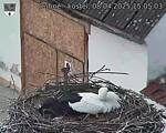 Capi_Dubne_20250408_150503.jpg