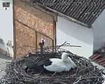 Capi_Dubne_20250408_152503.jpg