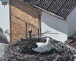 Capi_Dubne_20250408_153503.jpg