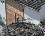 Capi_Dubne_20250408_154502.jpg
