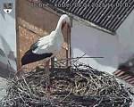Capi_Dubne_20250408_160002.jpg
