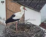 Capi_Dubne_20250408_161003.jpg