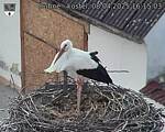 Capi_Dubne_20250408_161503.jpg