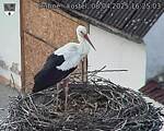 Capi_Dubne_20250408_162503.jpg