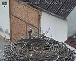 Capi_Dubne_20250408_165003.jpg