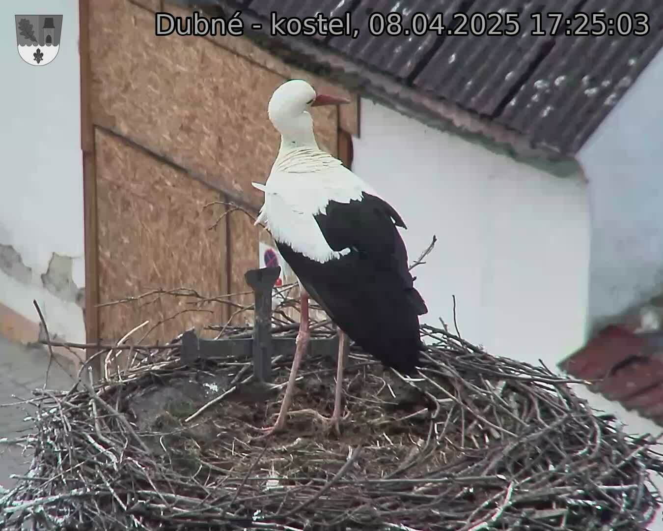Capi_Dubne_20250408_172503.jpg (1350 x 1080)
