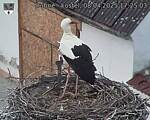 Capi_Dubne_20250408_172503.jpg