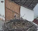 Capi_Dubne_20250408_173003.jpg