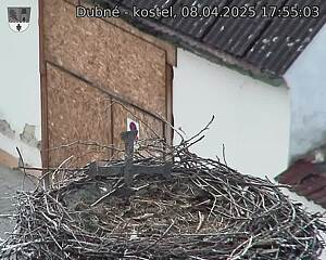 Capi_Dubne_20250408_175503.jpg (1350 x 1080)