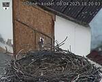 Capi_Dubne_20250408_182003.jpg
