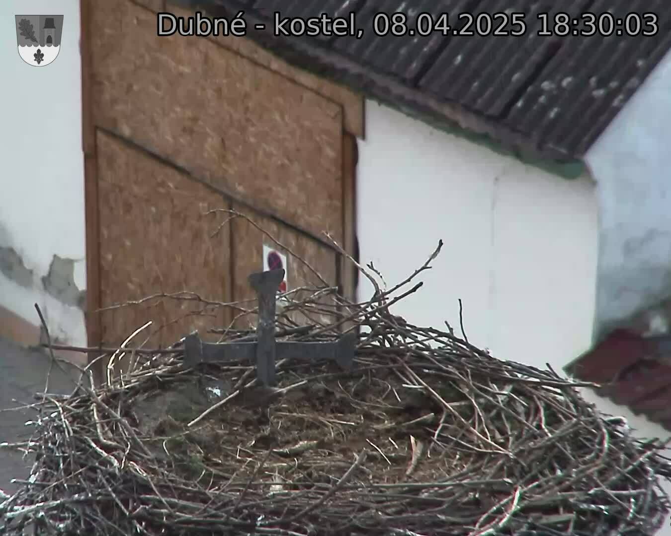 Capi_Dubne_20250408_183003.jpg (1350 x 1080)