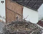 Capi_Dubne_20250408_185503.jpg