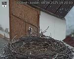 Capi_Dubne_20250408_192003.jpg