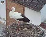 Capi_Dubne_20250408_192502.jpg