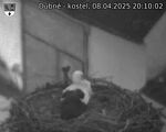 Capi_Dubne_20250408_201002.jpg