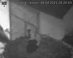 Capi_Dubne_20250408_202003.jpg