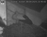 Capi_Dubne_20250408_234502.jpg
