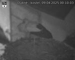 Capi_Dubne_20250409_001003.jpg