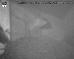 Capi_Dubne_20250409_004502.jpg