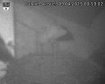 Capi_Dubne_20250409_005002.jpg