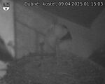 Capi_Dubne_20250409_011503.jpg