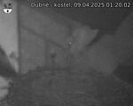 Capi_Dubne_20250409_012002.jpg