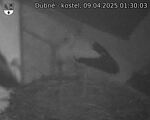 Capi_Dubne_20250409_013003.jpg