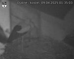 Capi_Dubne_20250409_013503.jpg