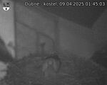 Capi_Dubne_20250409_014503.jpg