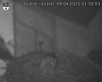 Capi_Dubne_20250409_015003.jpg