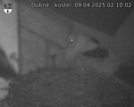 Capi_Dubne_20250409_021002.jpg