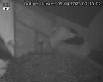 Capi_Dubne_20250409_021503.jpg