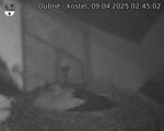 Capi_Dubne_20250409_024502.jpg