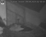 Capi_Dubne_20250409_025003.jpg